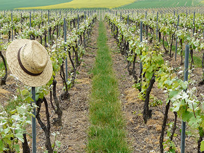 Champagne ludes reims histoire de la vigne
